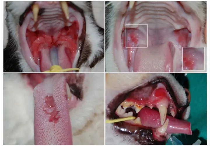 Katzen mit Calicivirus zeigen oft wunde Mäuler und Zungen. Die Lebenserwartung einer Katze mit Calicivirus hängt von der Schwere der Infektion ab.