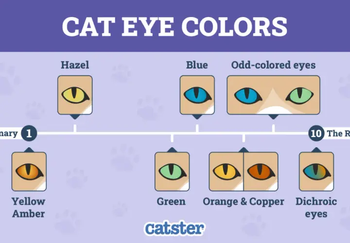 Chart of cat eye colors, showing ordinary types like yellow, amber, hazel, blue, and green, plus rarer odd-colored and dichroic eyes.
