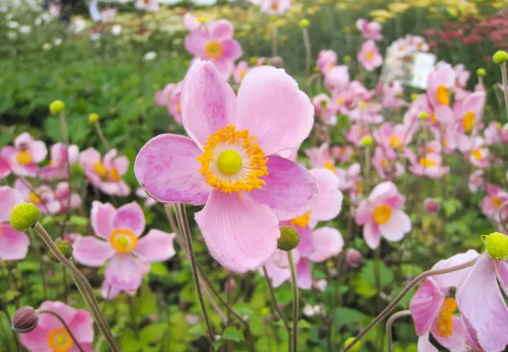 Gros plan sur une **anémone fleur** rose pâle aux pétales délicats et au cœur jaune vif. D'autres fleurs similaires parsèment le fond verdoyant.