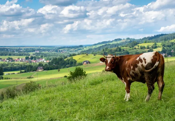 Brązowo-biała krowa na zielonym wzgórzu, w tle malowniczy krajobraz z wioską i lasami. Widok z przełęczy Snozka.