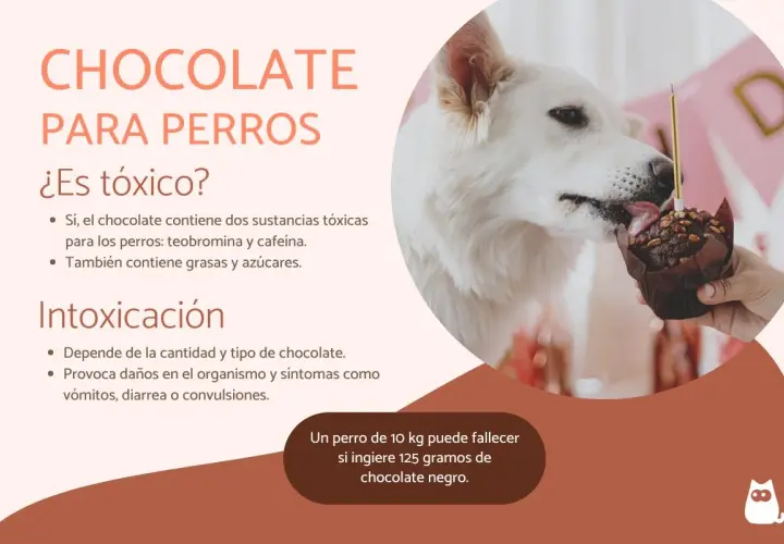 Un perro blanco lame un muffin de chocolate. El texto advierte: "qué pasa si mi perro come chocolate", es tóxico por teobromina y cafeína.
