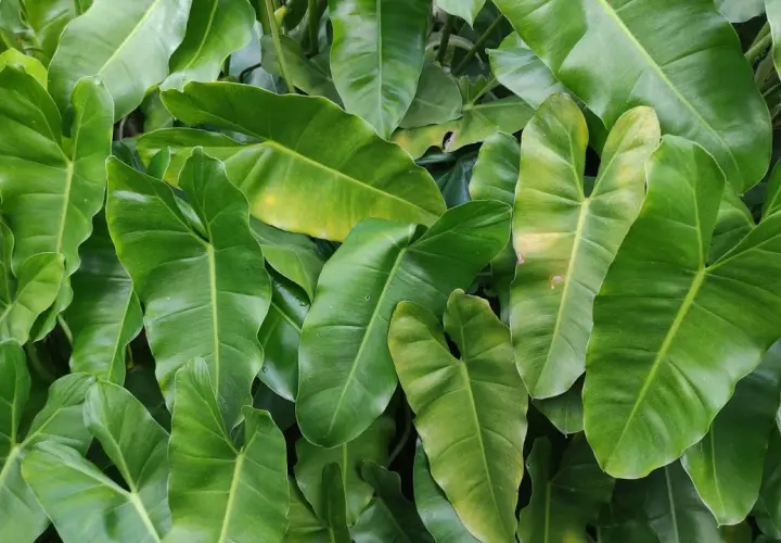 Gęste, zielone liście Philodendron Spiritus Sancti tworzą bujną, tropikalną ścianę.