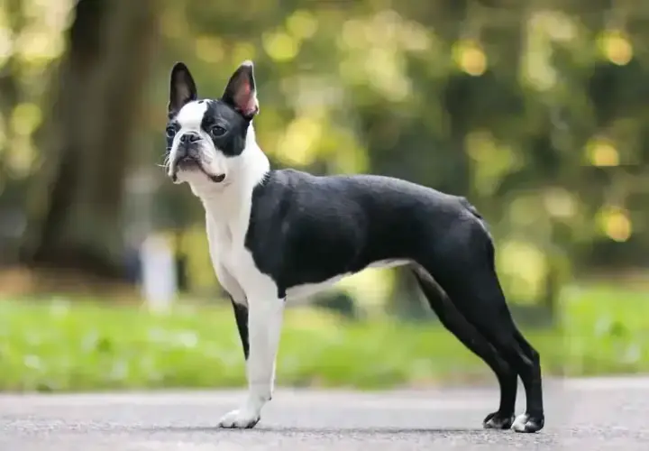 Elegancki boston terier w czarno-białej szacie stoi na tle zieleni.