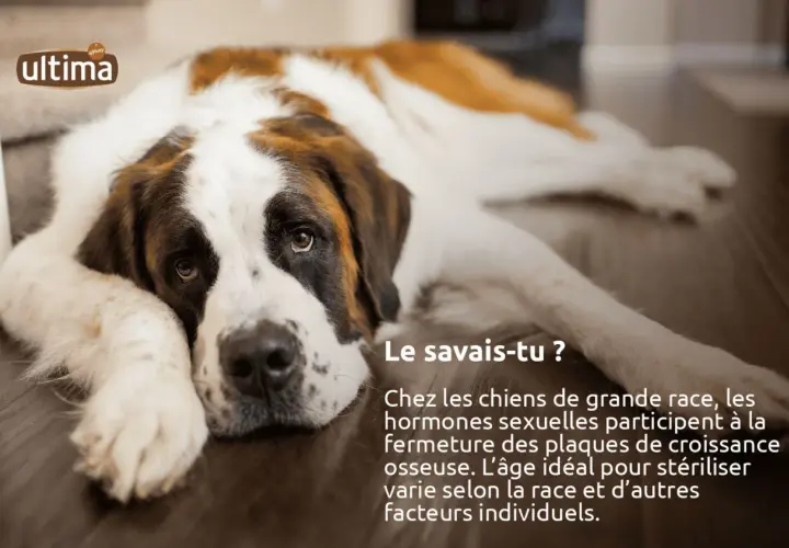 Un Saint-Bernard se repose. Saviez-vous que l'âge idéal quand stériliser chienne de grande race dépend de sa croissance osseuse ?