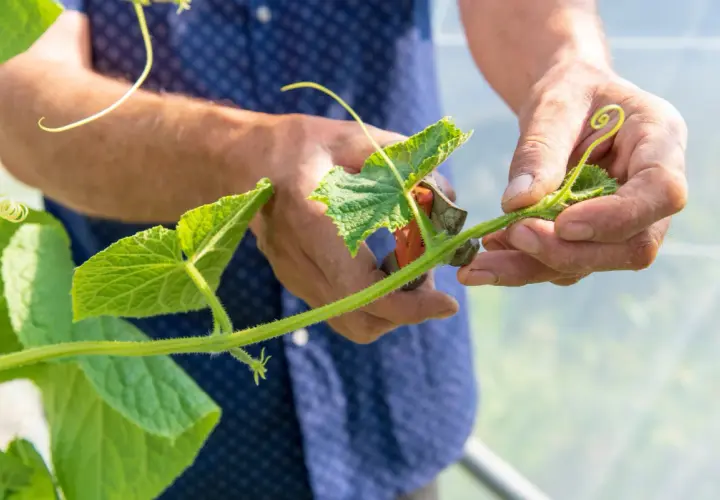 Mains d'un jardinier taillant une tige de concombre avec des ciseaux. La taille du concombre est essentielle pour une bonne croissance.