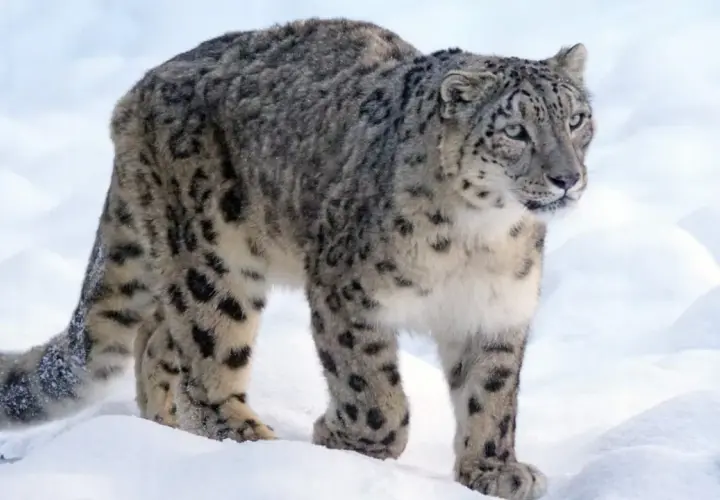 Leopardo de las nieves en la nieve, listo para cazar. Su dieta se basa en animales de montaña.