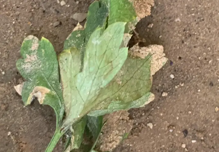 Foglie di prezzemolo con macchie marroni e biancastre, possibili segni di malattie del prezzemolo, su terreno sabbioso.