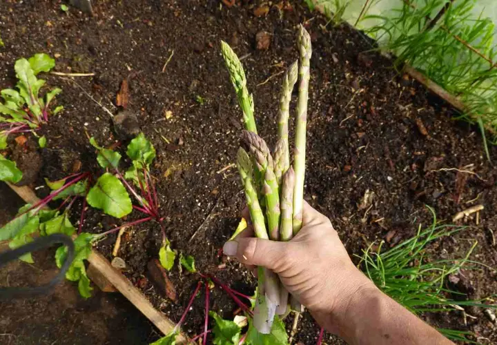 Main d'un jardinier tenant une botte d'asperges fraîchement cueillies, signe d'un bon entretien de la culture.