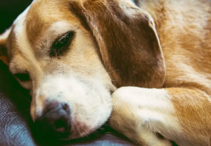 A beagle rests its head on its paws, eyes partially open. Do dogs sleep with their eyes open? This sleepy pup seems to be proving it's possible.