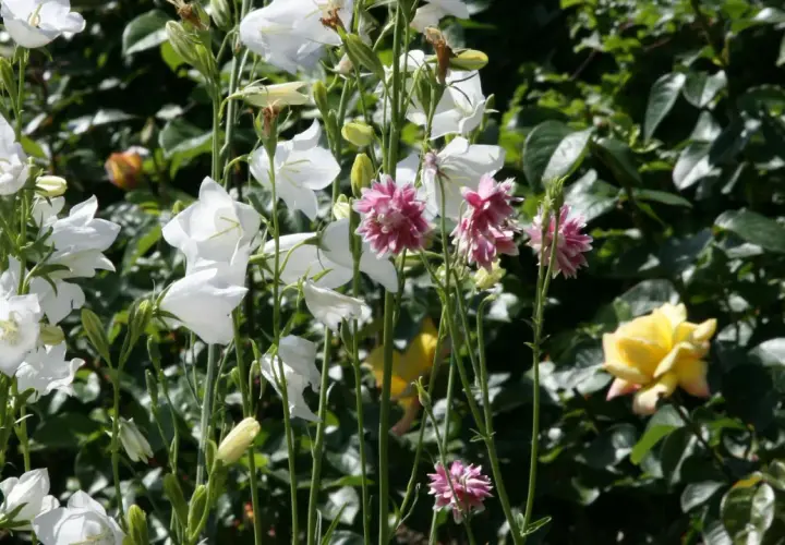 Weiße Glockenblumen und rosafarbene Akelei blühen im Garten. Ein schöner ballonblume standort.