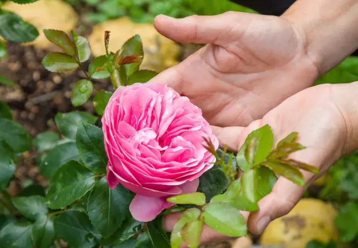 Mains tenant une rose rose épanouie, avec des feuilles vertes et du terreau rosier en arrière-plan.