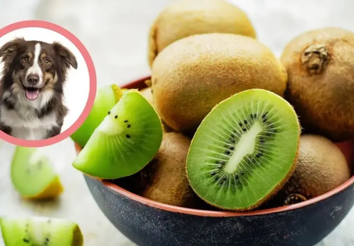 Czy pies może kiwi? Uśmiechnięty piesek patrzy na miskę pełną soczystych kiwi.