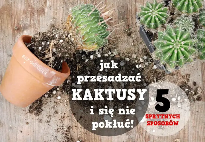 Jak przesadzić kaktusa, by się nie pokłuć? Na drewnianym blacie leżą kaktusy, doniczka i ziemia.