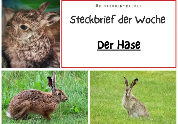 Steckbrief der Woche: Der Hase. Ein süßer Hase im Nahaufnahme, ein Feldhase im Gras und ein weiterer Hase auf einer grünen Wiese.
