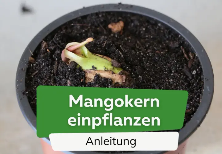 Ein junger Mangokern keimt in Erde. Anleitung zum Mangokern einpflanzen.
