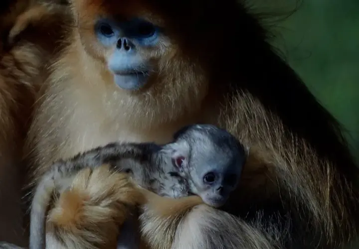 Un tierno mono de nariz chata, con su cría acurrucada, muestra la dulzura de la maternidad en la naturaleza.