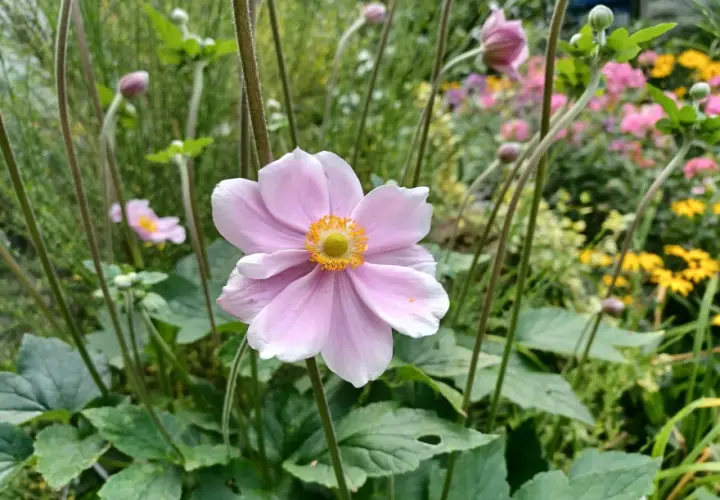 Delikatny, różowy **anemone** z żółtym środkiem na tle kwitnącego ogrodu.