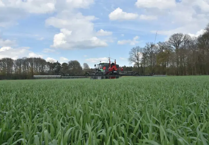 Ein Sprühgerät fährt durch ein Feld mit jungem Roggen. Die Aussaat ist erfolgreich und das Korn wächst kräftig.