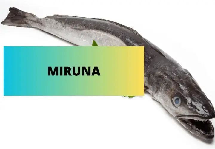 Miruna co to za ryba? Długi, ciemny dorsz morski, idealny na obiad.
