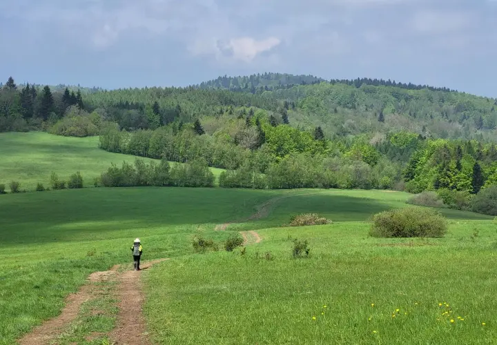 Osoba w kapeluszu idzie ścieżką przez zielone łąki. W tle lasy Beskidów, część czerwonego szlaku beskidzkiego.