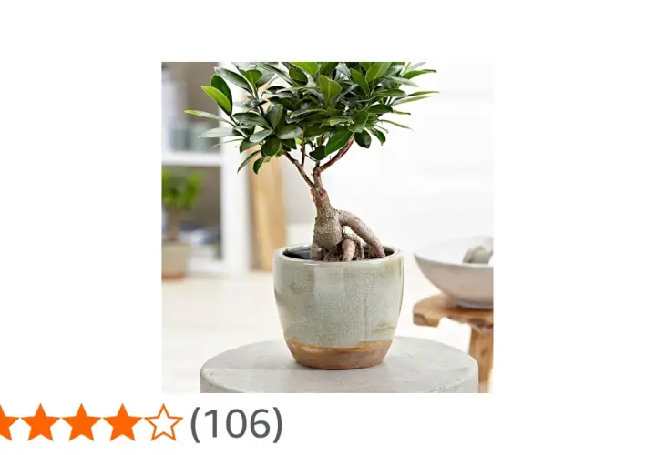 En vacker ficus microcarpa ginseng bonsai med tjocka rötter i en grå kruka.