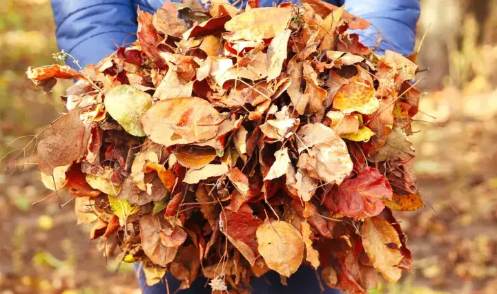 Ein Haufen bunter Herbstblätter, gehalten von Händen in einer blauen Jacke. Die Frage, wie lange braucht Laub zum verrotten, beschäftigt viele Gärtner.