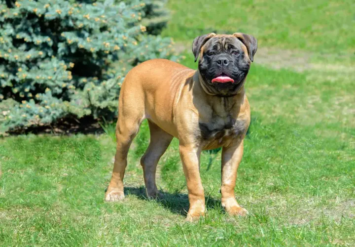 Ein stattlicher Bullmastiff steht auf einer grünen Wiese vor einem Nadelbaum. Seine Zunge hängt heraus, er scheint zufrieden.