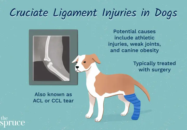 Illustration of a dog with a bandaged leg, next to an X-ray of a dog's knee. Text explains cruciate ligament injuries in dogs, also known as ACL or CCL tear.