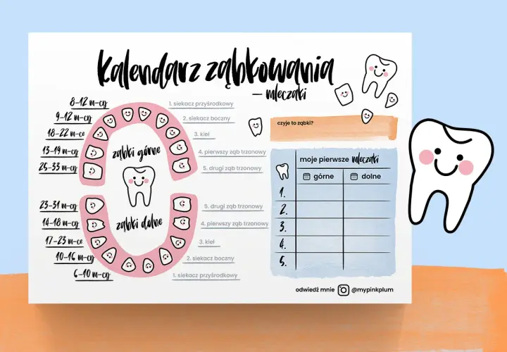 Kalendarz ząbkowania mleczaków z opisem objawów i terminów wyrzynania ząbków. Urocze grafiki ząbków towarzyszą informacjom.