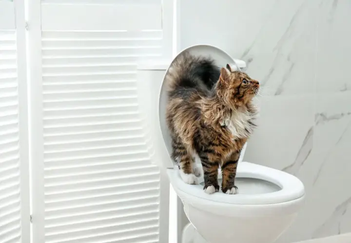 Gato curioso en el inodoro. ¿Será que los **olores para que los gatos no orinen** funcionan?