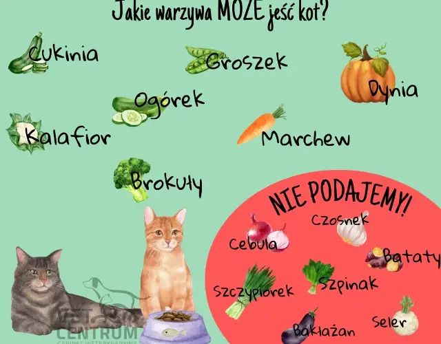 Owoce dla kota: Co bezpieczne, a co śmiertelnie groźne?
