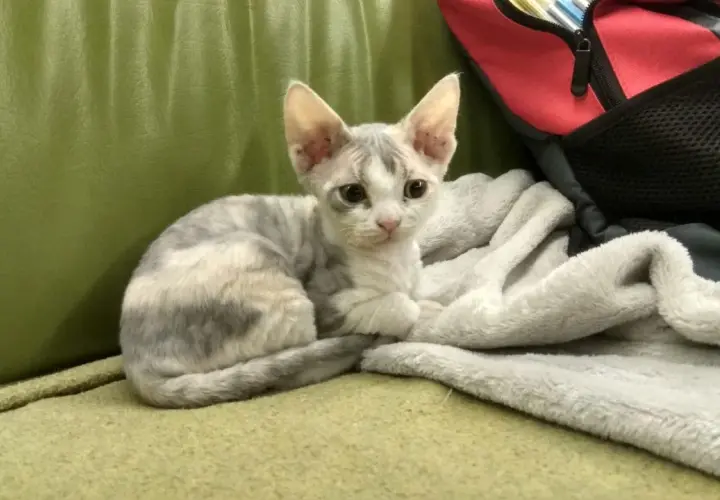 Gdzie kupić koty Devon Rex w Lublinie - hodowcy i dostępność