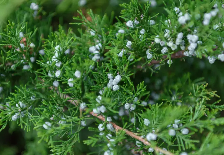 Ramas verdes de enebro con pequeñas bayas blancas, donde se produce el polen.