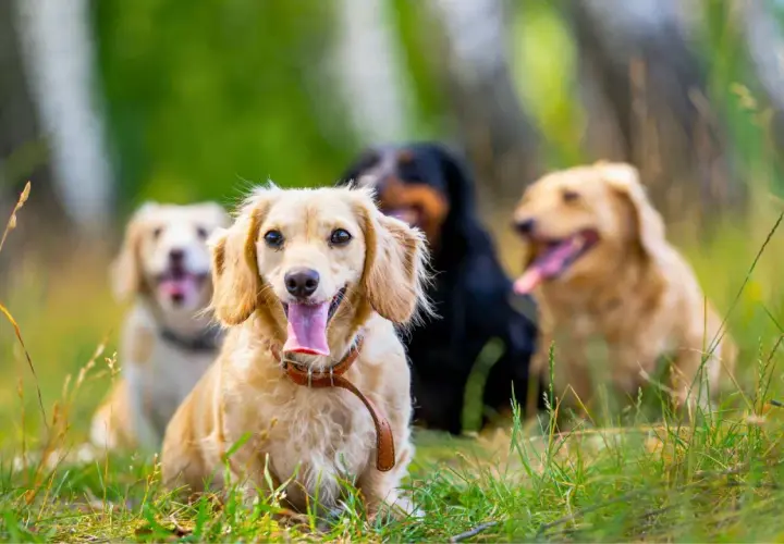 Grupo de perros pequeños para casa, sentados en la hierba, con el hocico hacia adelante y la lengua fuera.