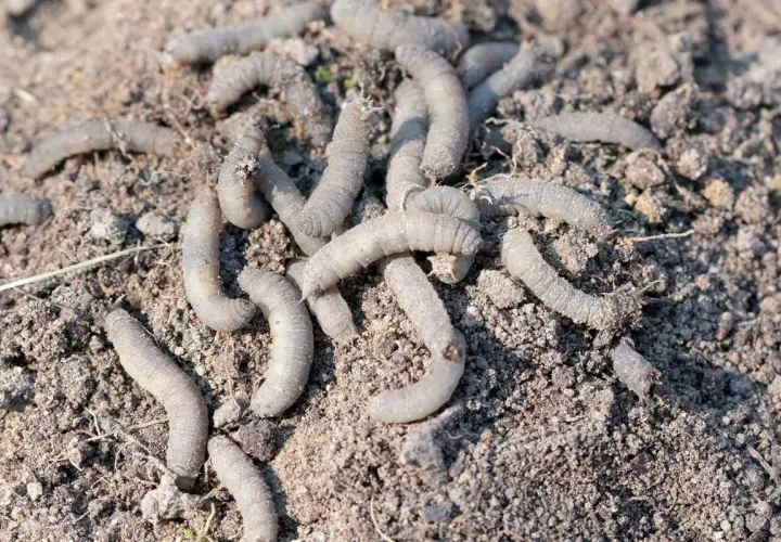 Un groupe de gros vers blancs se tortillent dans la terre meuble, prêts à dévorer les racines.
