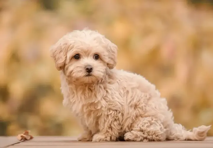 Uroczy, dorosły maltipoo o kremowym futerku siedzi na drewnianej desce, otoczony jesiennymi liśćmi.