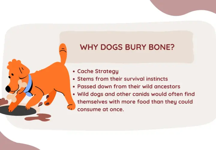 An orange dog buries a bone, illustrating why dogs bury bones as a survival instinct passed down from wild ancestors.