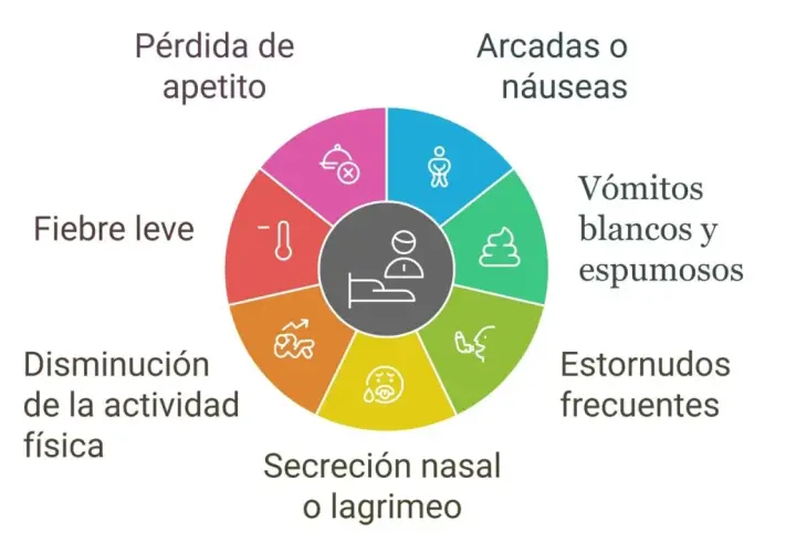 Síntomas de la tos de las perreras: pérdida de apetito, fiebre, disminución de actividad, secreción nasal, estornudos, vómitos y arcadas.