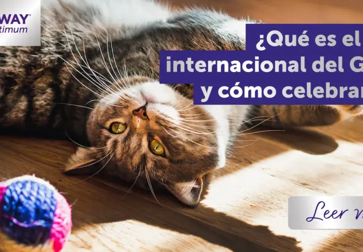 Gato tumbado boca arriba, listo para celebrar el Día del Gato. Un juguete de lana rosa y azul a su lado.