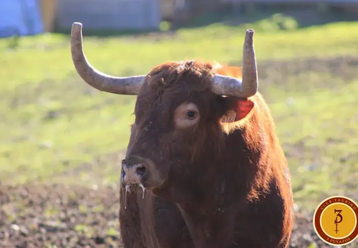 Toro bravo de pelaje castaño, con cuernos curvados y un número de identificación en la oreja. miguel reta, listo para la acción.