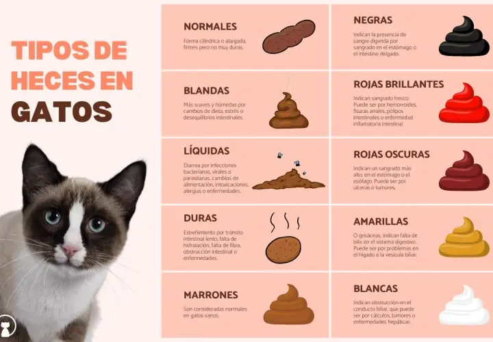 Un gato con ojos azules mira la cámara. La imagen muestra los tipos de heces en gatos, incluyendo heces líquidas que indican que mi gato tiene diarrea.