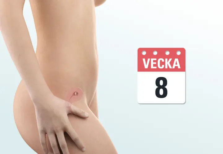 Illustration av en gravid livmoder med en embryo i vecka 8. Kalendern visar "Vecka 8", vilket kan symbolisera en tidig graviditet eller ett missfall vecka 8.
