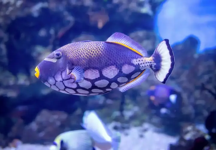 Un pez ballesta morado con manchas blancas y amarillas nada en un acuario azul.
