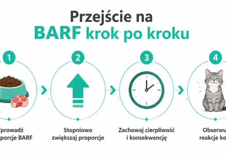 Przejście na BARF krok po kroku: wprowadź małe porcje, stopniowo zwiększaj, zachowaj cierpliwość i obserwuj reakcje kota.