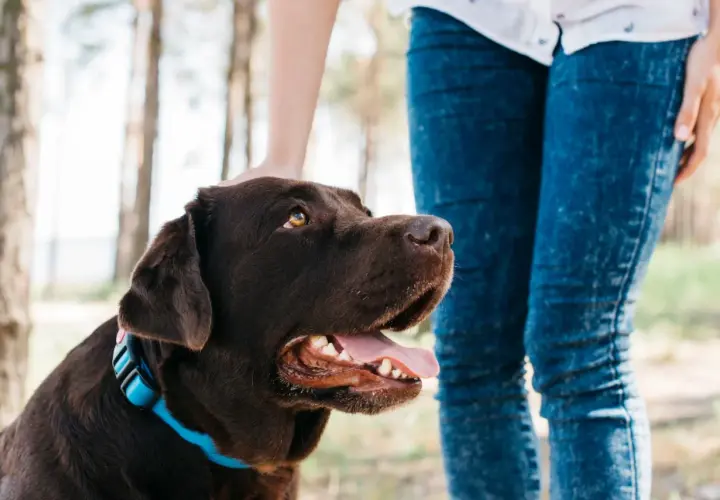Un perro chocolate con collar azul recibe caricias en la cabeza. Aprender como educar a un perro es clave para una buena convivencia.