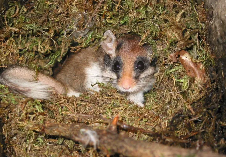 Ein Bilch mit buschigem Schwanz und großen Augen lugt neugierig aus seinem Moosnest. Was sind Bilche? Kleine, nachtaktive Säugetiere.