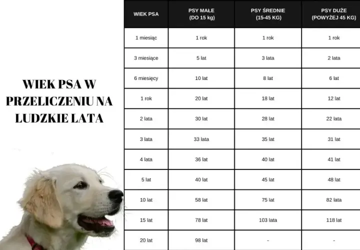 Tabela pokazuje, jak się liczy wiek psa w ludzkich latach, zależnie od jego wielkości.