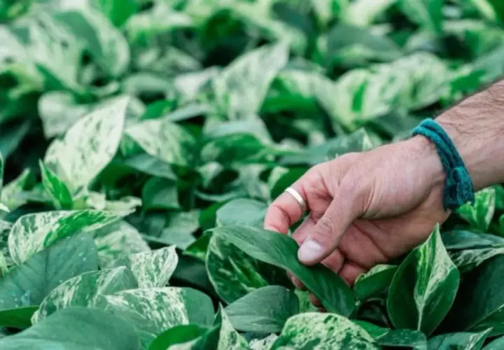 Mano che accarezza le foglie variegate di una pothos pianta, un verde lussureggiante che riempie l'inquadratura.