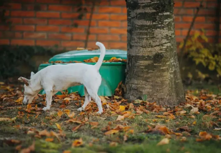 Perro blanco olfateando entre hojas secas. Quizás investiga porque los perros se comen la caca, un misterio canino.