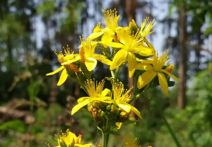 Ein Strauß leuchtend gelber Blüten, die dem Johanniskraut (botanischer Name: Hypericum perforatum) ähneln, blüht im Sonnenlicht.